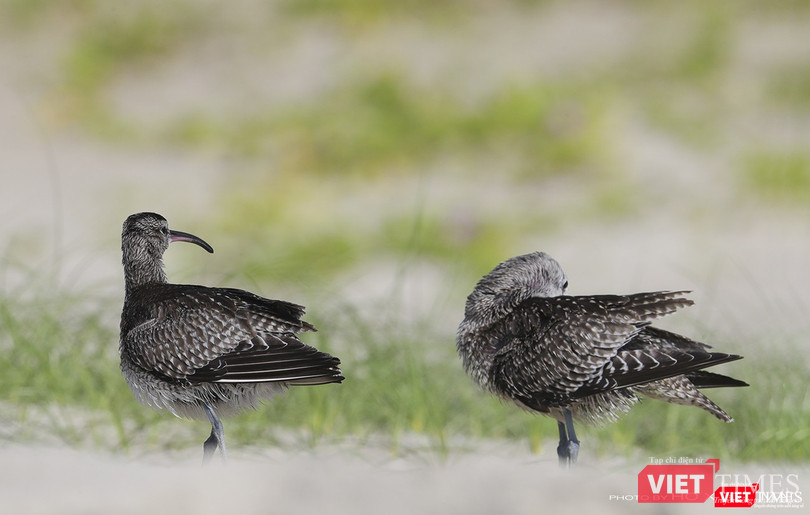 Choắt mỏ cong nhỏ - tên khoa học Whimbrel, một loài di cư mới phát hiện tại khu vực biển chân núi bán đảo Sơn Trà