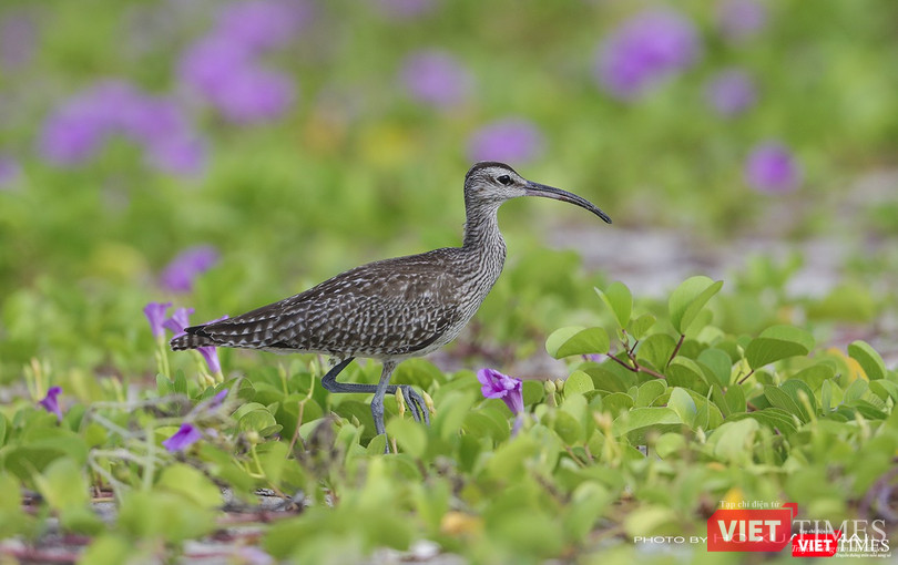 Một cá thể choắt mỏ cong nhỏ đang kiếm ăn trong những bụi hoa muống biển dưới chân núi Sơn Trà
