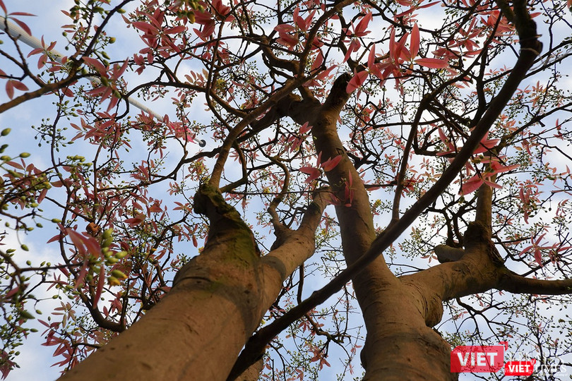 Dưới gốc cội mai già trăm tuổi có giá hàng tỷ đồng