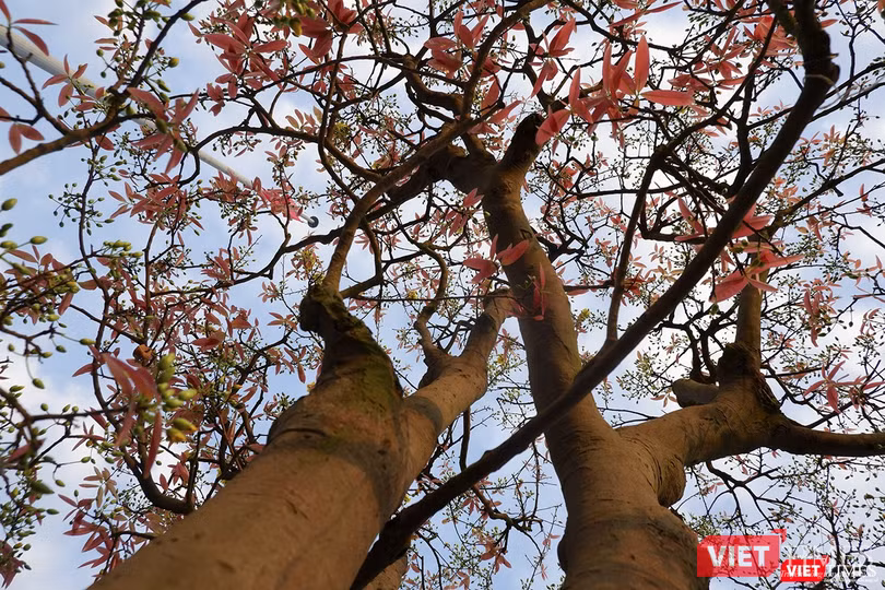 Dưới gốc cội mai già trăm tuổi có giá hàng tỷ đồng