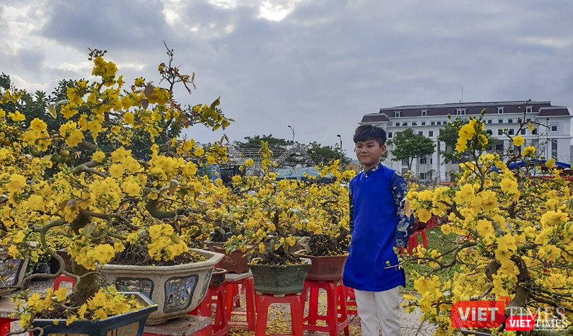 Một lượng lớn mai vàng được chuyển từ trong miền nam ra