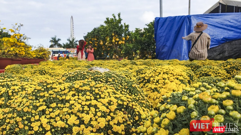 Cúc mâm xôi rực rỡ