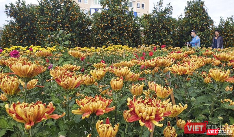 Cúc đại đóa với màu sắc mới lạ