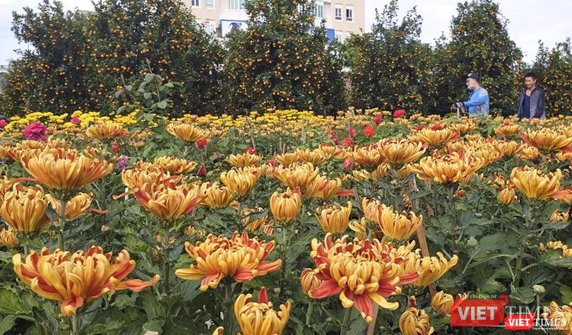 Cúc đại đóa với màu sắc mới lạ