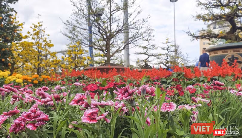 Chợ hoa xuân Đà Nẵng rực rỡ sắc màu