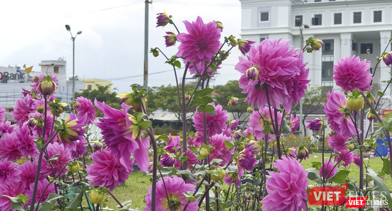 Thược dược khoe sắc xuân