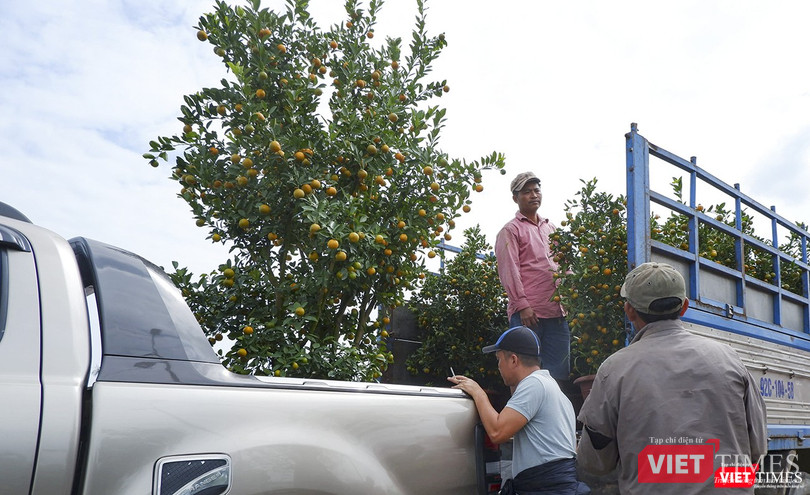 Quất cảnh luôn là mặt hàng được ưa chuộng trong ngày Tết ở Đà Nẵng