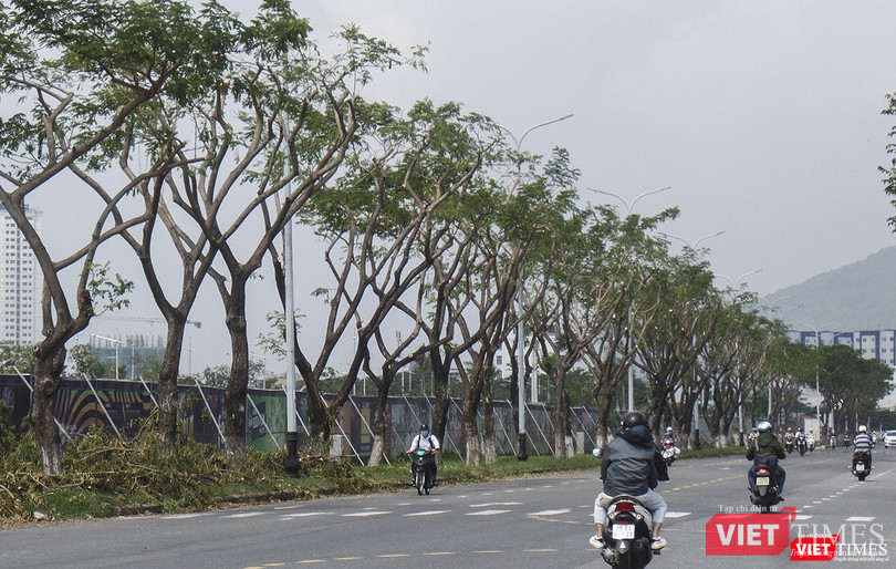 Cây xanh trên tuyến đường Trần Hưng Đạo (quận Sơn Trà) cũng bị cắt tỉa "thô bạo"