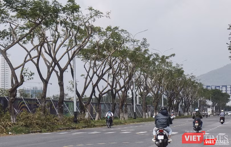 Cây xanh trên tuyến đường Trần Hưng Đạo (quận Sơn Trà) cũng bị cắt tỉa "thô bạo"