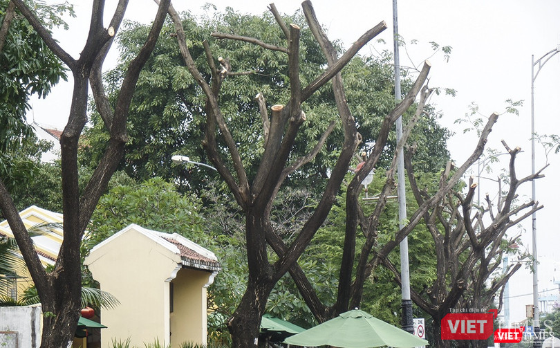 Cận cảnh cây xanh bị cắt cụt ngọn, trơ thân