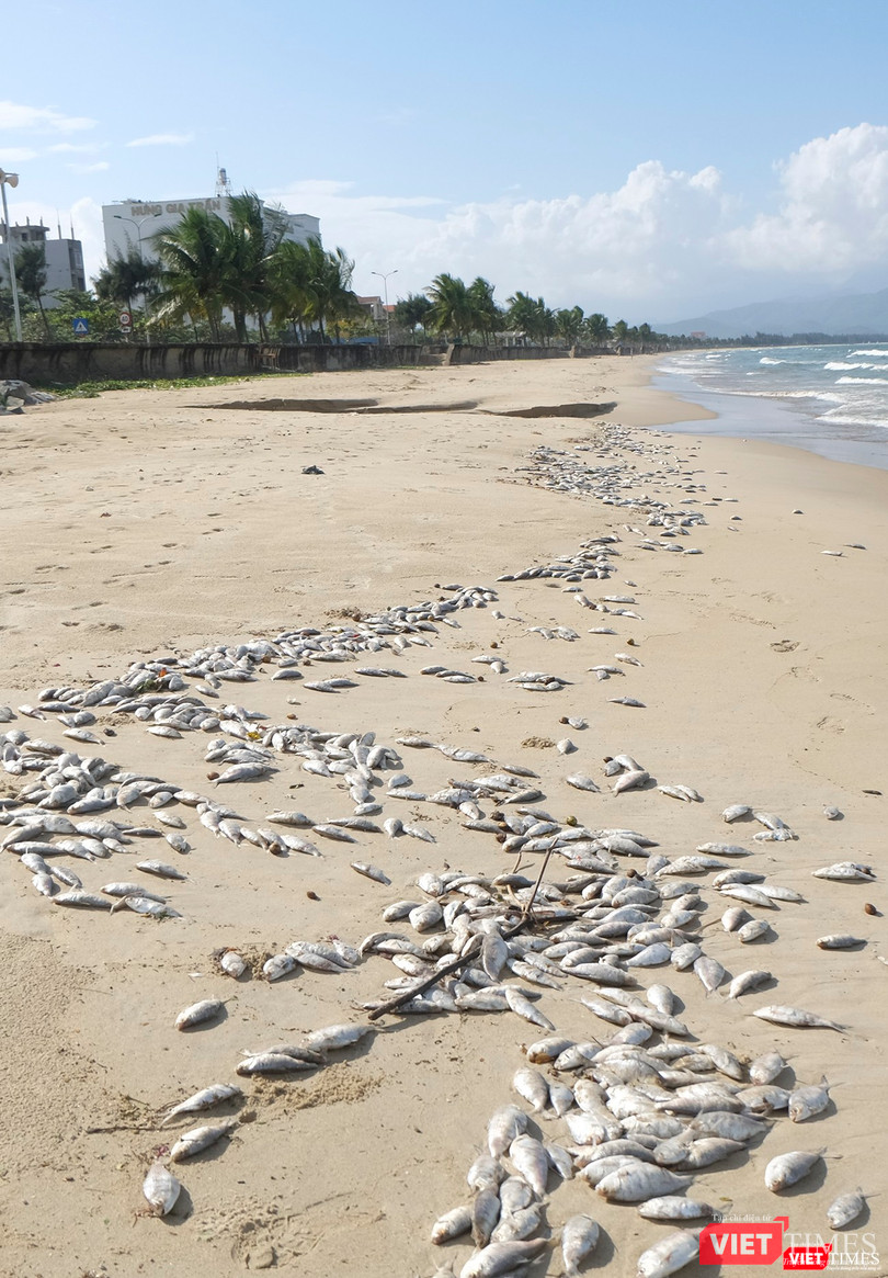 Cá chết dạt vào bờ biển Nguyễn Tất Thành
