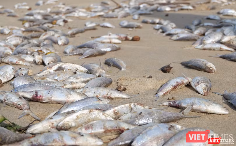 Cá chết chủ yếu là cá mòi, có cùng kích thước, khả năng do bị đánh mìn chết và dạt vào bờ Cá chết chủ yếu là cá mòi, có cùng kích thước, khả năng do bị đánh mìn chết và dạt vào bờ