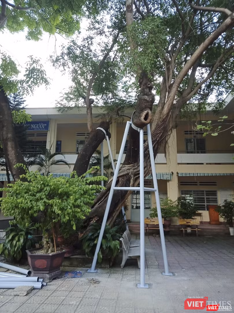 Một cây phượng vỹ cổ thụ trong khuôn viên trường THPT Hòa Vang (Đà Nẵng) được chẳng chống bảo vệ thay vì đốn hạ như một số địa phương (ảnh Bích Thuận)