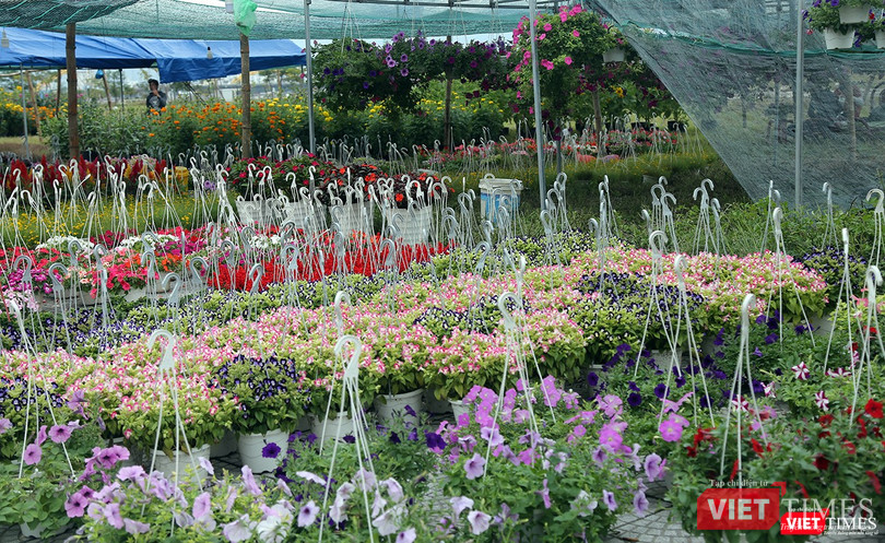 Một góc chợ hoa xuân tại công viên Tượng đài đường 2/9