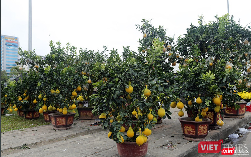 Bưởi cảnh cũng xuất hiện khá nhiều