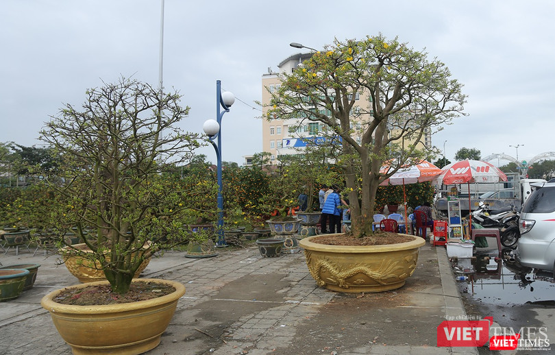 Chợ hoa xuân năm nay chứng kiến sự trở lại của cây mai vàng "giá khủng"