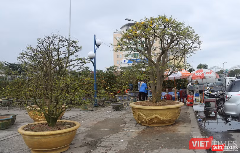 Chợ hoa xuân năm nay chứng kiến sự trở lại của cây mai vàng "giá khủng"