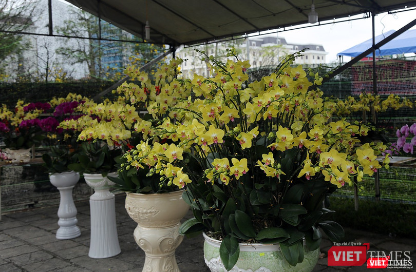 Nhiều chủng loại hoa cũng được nhập về chợ hoa để phục vụ người dân