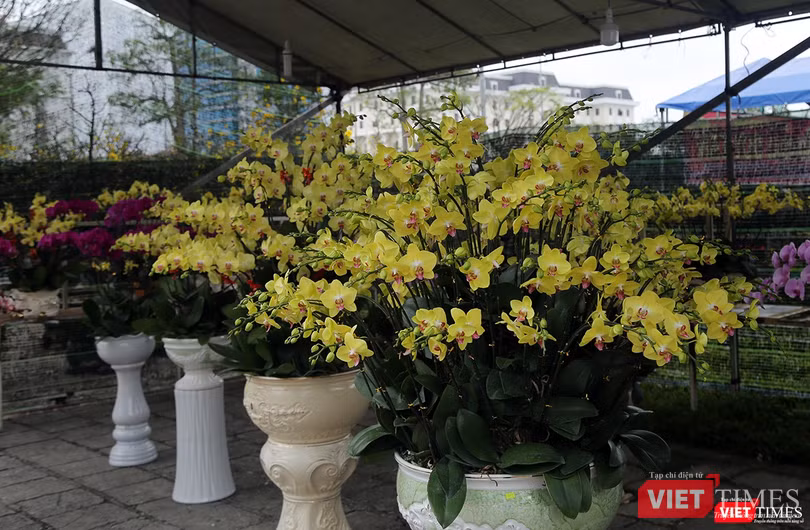 Nhiều chủng loại hoa cũng được nhập về chợ hoa để phục vụ người dân