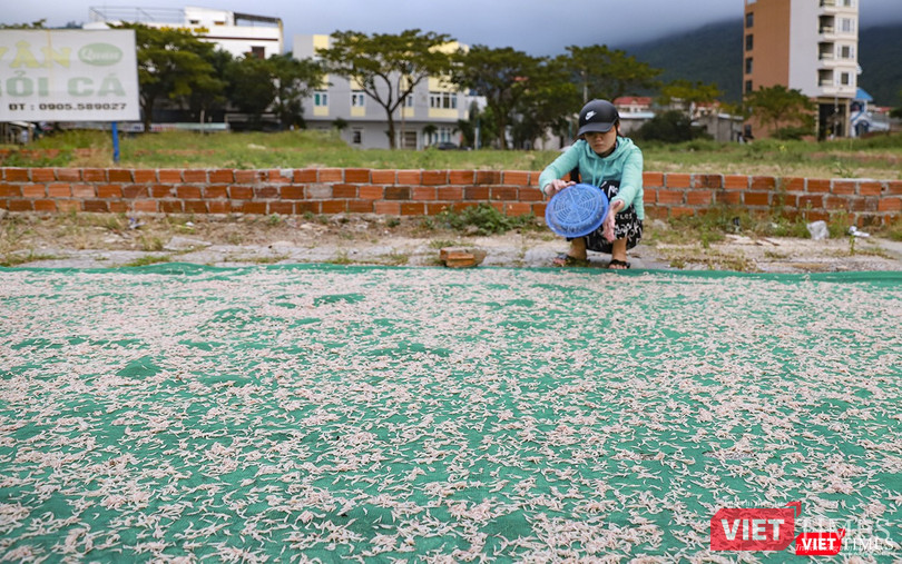 Ruốc còn được thu mua, phơi khô để dùng quanh năm Ruốc còn được thu mua, phơi khô để dùng quanh năm