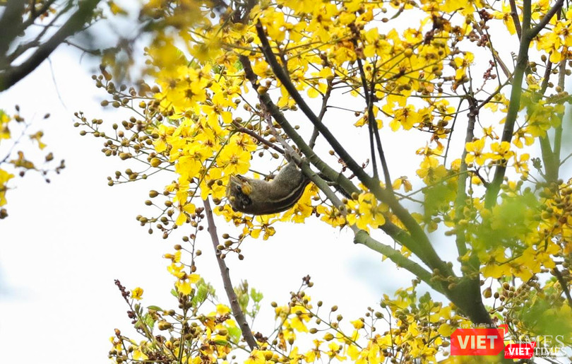 Sóc chuột, một loài động vật đặc trưng của Sơn Trà