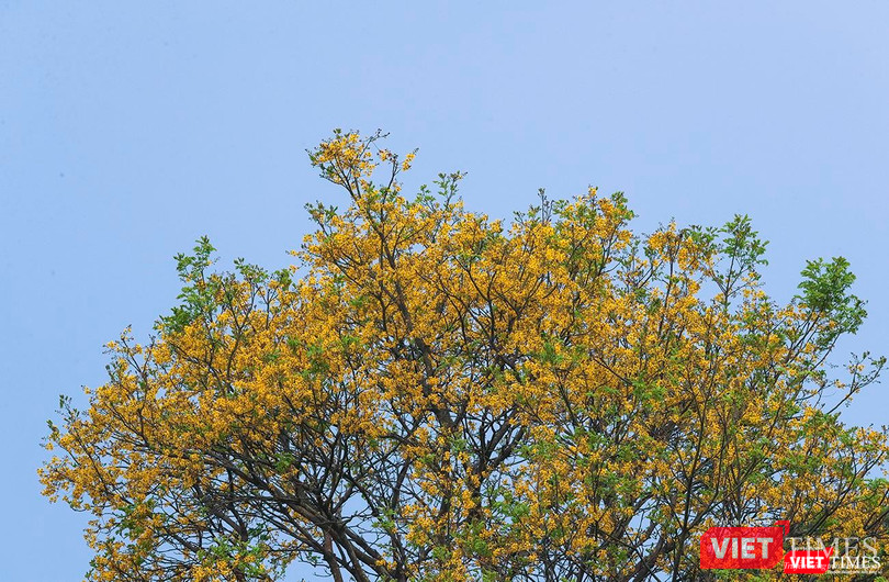 Vàng rực cả góc rừng