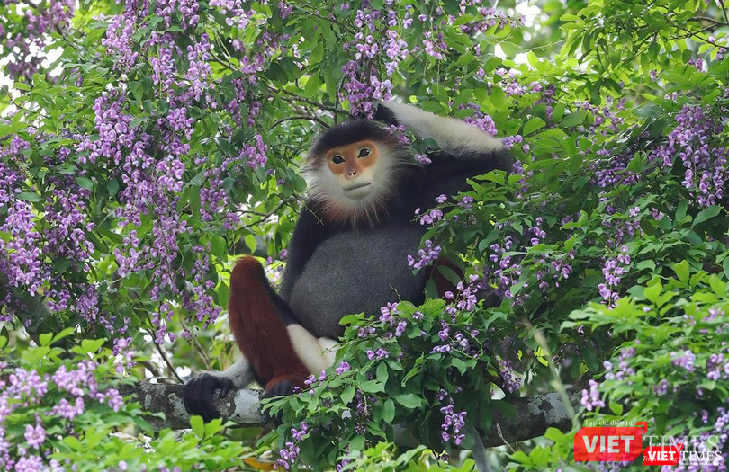 Voọc chà vá chân nâu dưới tán hoa thàn mát