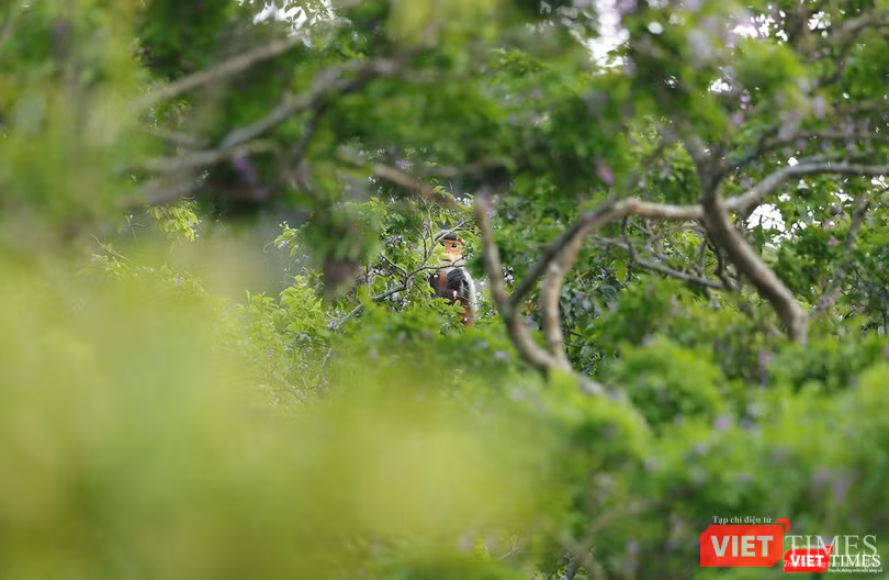 Giữa rừng Giữa rừng