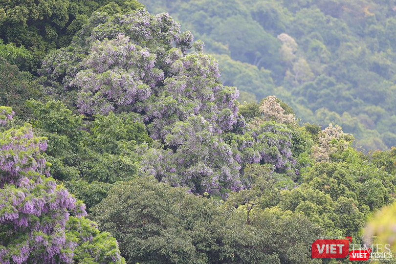 Màu tím của hoa thàn mát tràn ngập rừng Sơn Trà