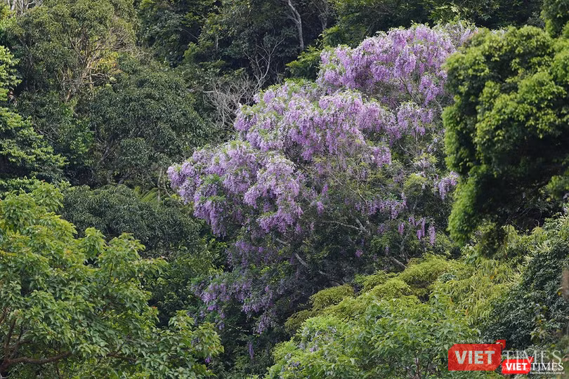Một cây thàn mác đang khoe sắc Một cây thàn mác đang khoe sắc