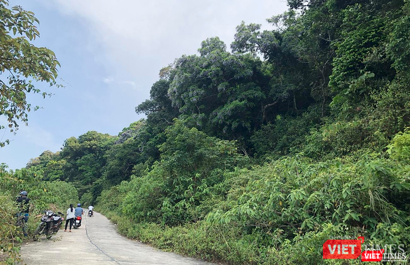 Mãi cho đến cuối mùa, những cụm hoa lim xẹt được thay thế bởi chồi xanh cũng là lúc đến mùa thàn mát. Đúng hẹn, những ngày cuối tháng tư, những cụm thàn mát tím khoe sắc, lốm đốm rồi bừng sáng cả cánh rừng ở Sơn Trà.