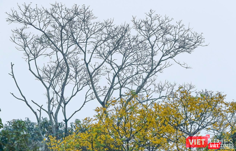 Mùa lim xẹt trỗ hoa