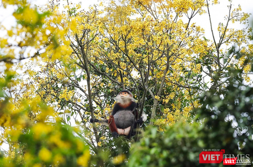 Hoa lim xẹt là thức ăn mà lloài voọc chà vá chân nâu ưa thích