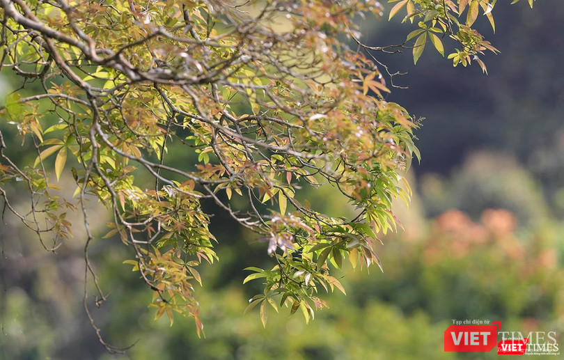 Sơn Trà vào thời khắc giao mùa