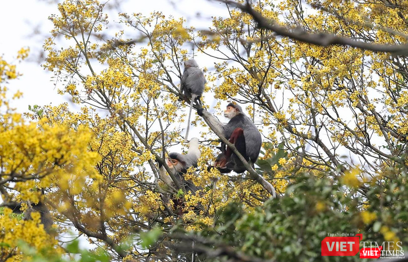 Cả đàn voọc say sưa bên hoa vàng