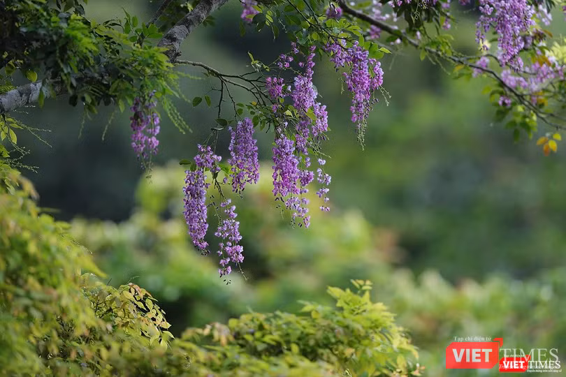 Thuần khiết Thuần khiết