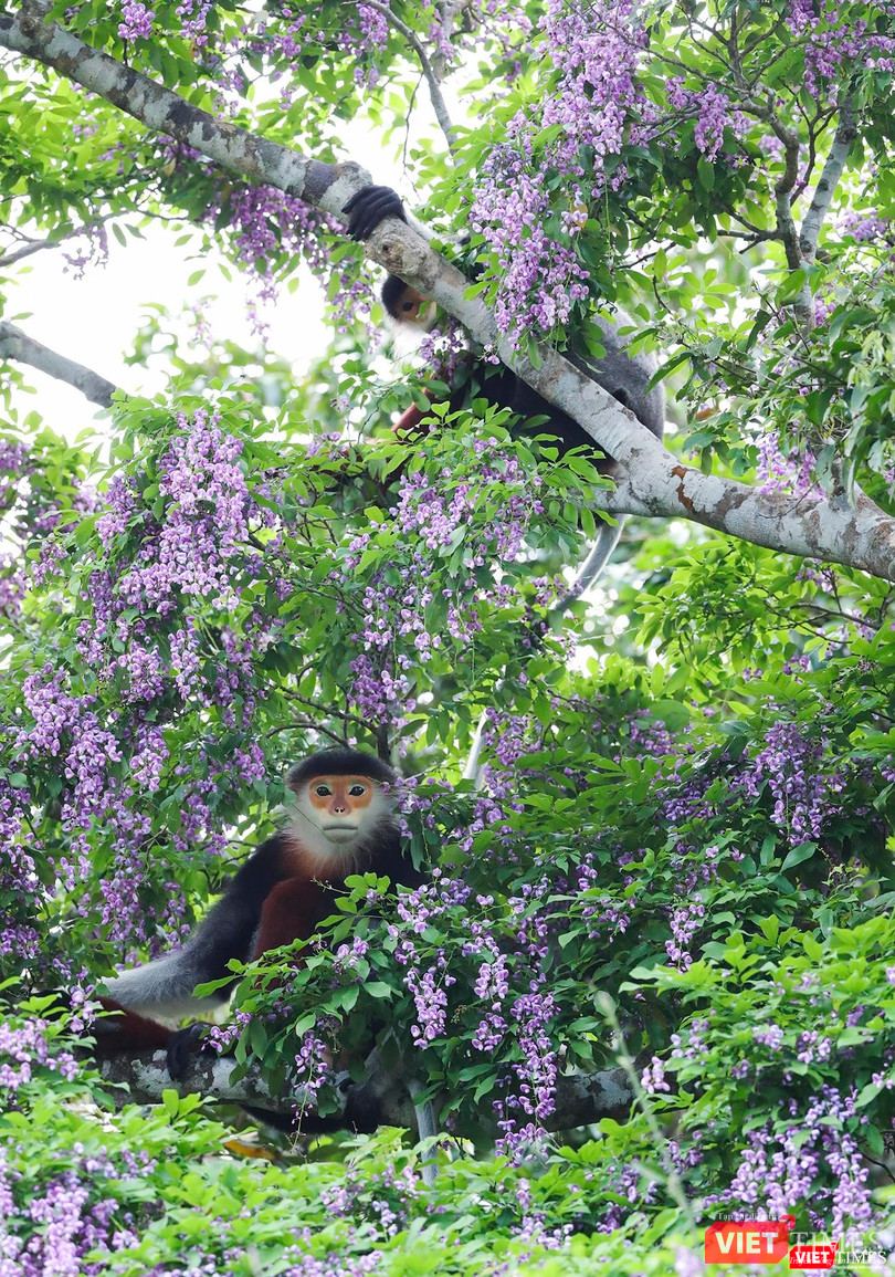 Vẻ đẹp khó tả của hoa thàn mát