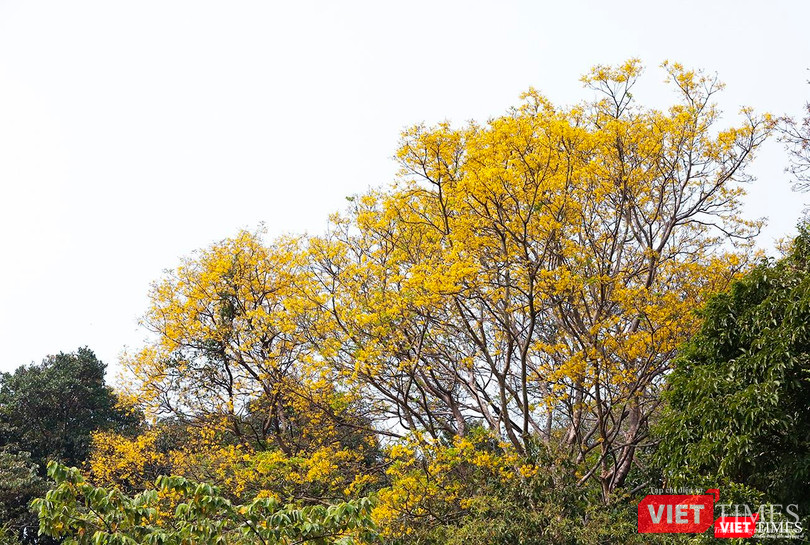 Cứ đến độ cuối tháng 3, đầu tháng 4 hàng năm là đến mùa lim xẹt. Khi những cánh hoa vàng ươm đầu tiên hé nở cũng là lúc những bầy linh trưởng kéo nhau về tận hưởng vị ngon ngọt của những cánh hoa.