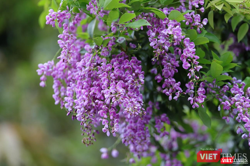 Cánh hoa tím li ti