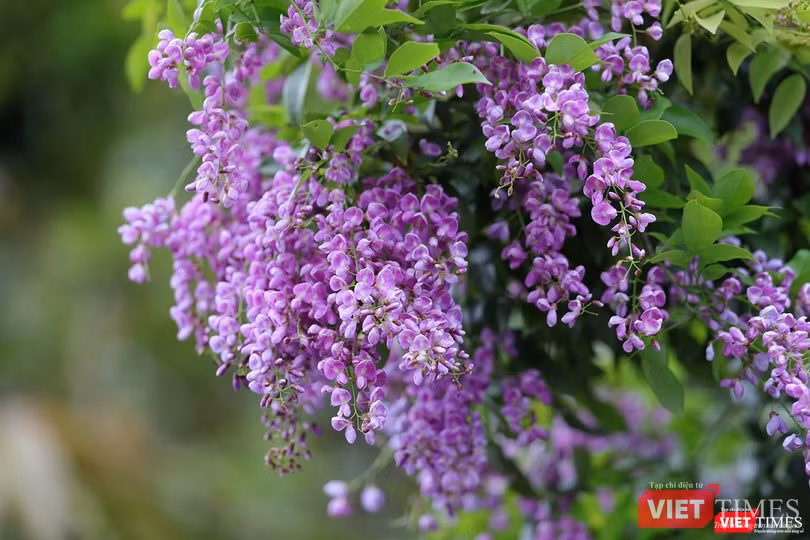 Cánh hoa tím li ti Cánh hoa tím li ti