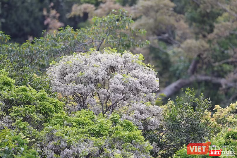 Sơn Trà chìm ngập trong hoa Sơn Trà chìm ngập trong hoa
