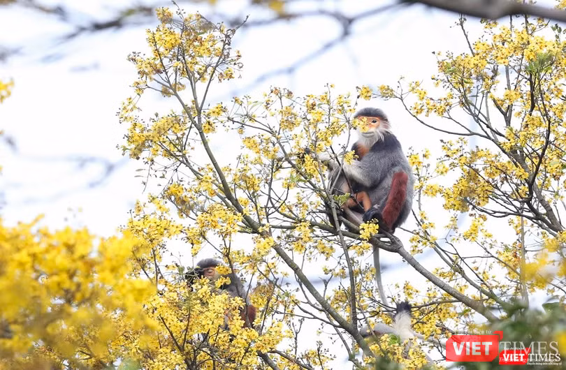 Gia đình voọc Gia đình voọc