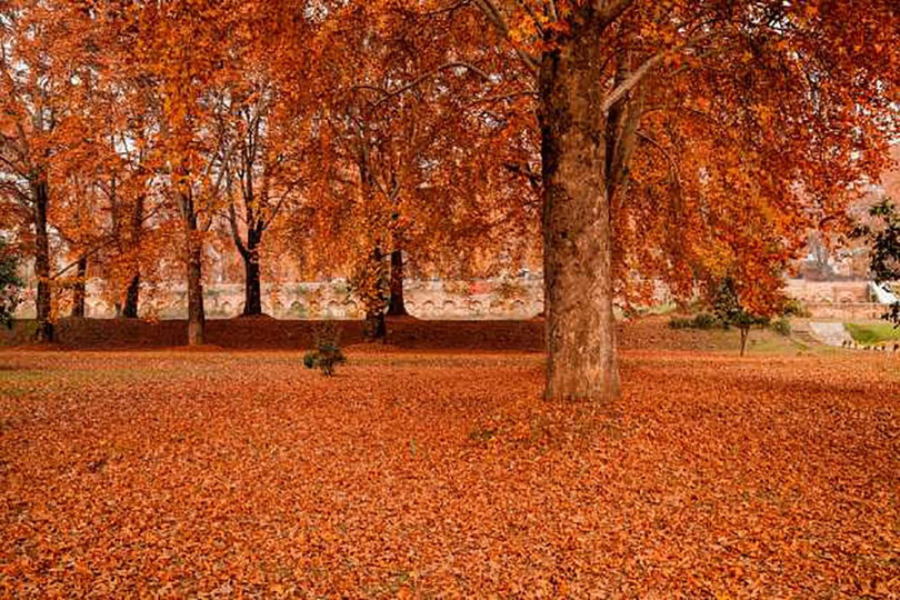 Srinagar, Ấn Độ nhuốm đỏ bởi màu lá của rừng cây Chinar (ảnh AAGGraphis)