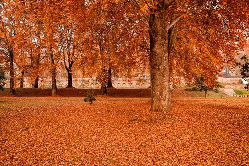 Srinagar, Ấn Độ nhuốm đỏ bởi màu lá của rừng cây Chinar (ảnh AAGGraphis)