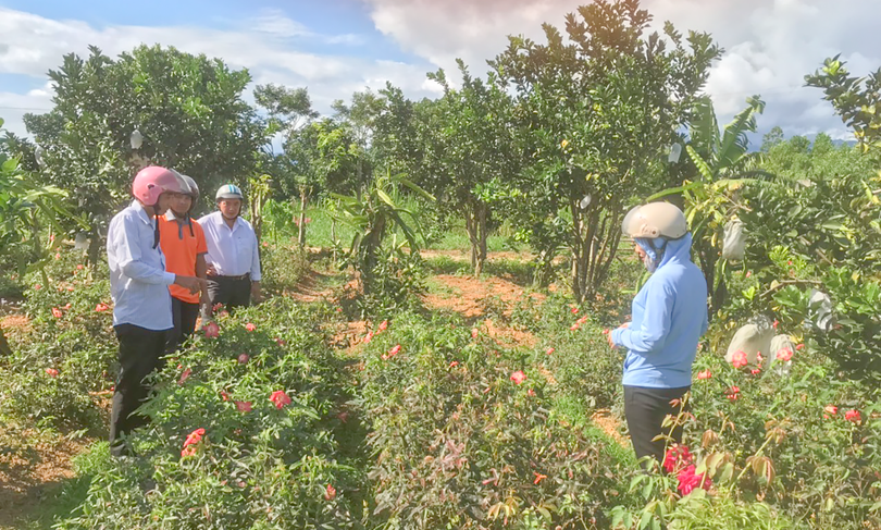 Mô hình trồng sâm Bố Chính trên địa bàn huyện A Lưới (tỉnh Thừa Thiên Huế)
