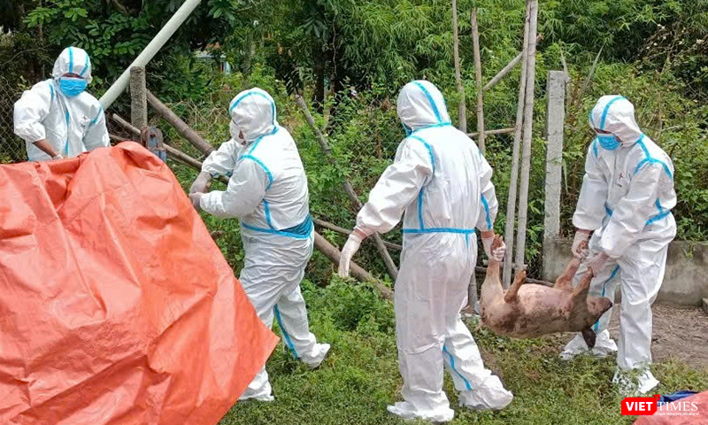 Lực lượng chức năng Đà Nẵng xử lý lợn bệnh do dịch.