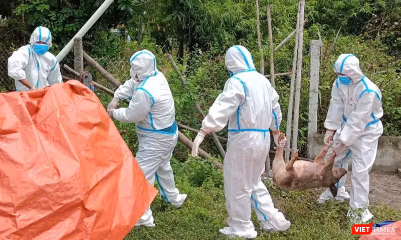 Lực lượng chức năng Đà Nẵng xử lý lợn bệnh do dịch.