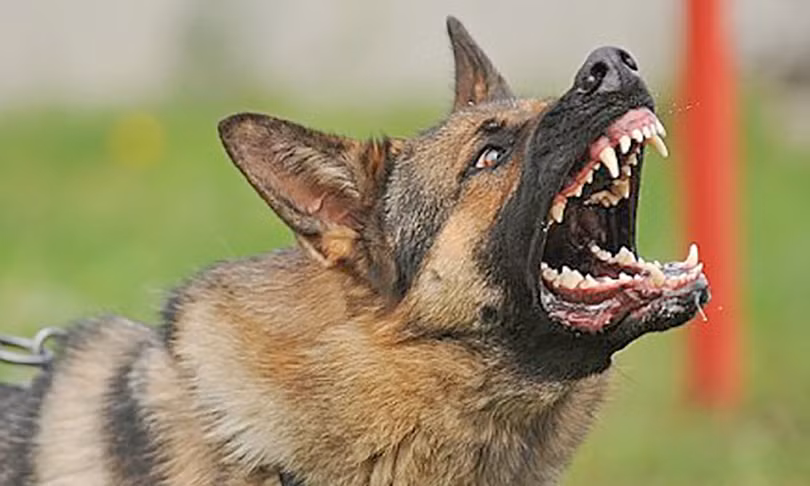 Chó becgie cắn đứt xương hàm bé trai 3 tuổi (ảnh CTV)