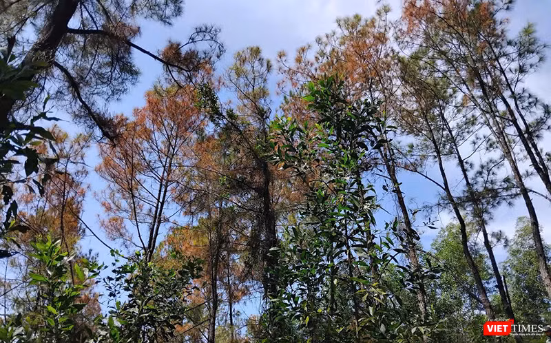 Cánh rừng thông lâu năm ở Huế bị đối tượng xấu xâm hại, đầu độc héo úa và đứng trước nguy cơ chết khô.