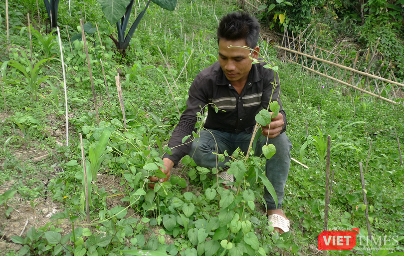 vt_cay duoc lieu 1.png